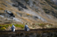 King Penguin