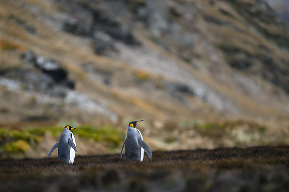 King Penguin