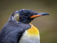 King Penguin