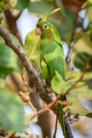 White-eyed Parakeet