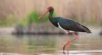 Black stork / Bocian czarny