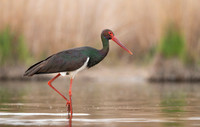 Black stork / Bocian czarny