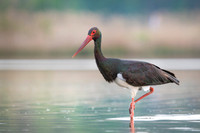 Black stork / Bocian czarny