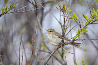 Willow warbler / Piecuszek