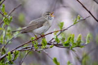 Willow warbler / Piecuszek