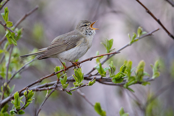 Willow warbler / Piecuszek