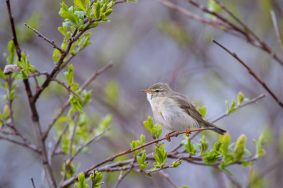 Willow warbler / Piecuszek