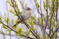 Willow warbler / Piecuszek