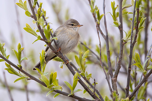 Willow warbler / Piecuszek