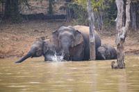 Indian elephant