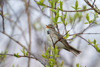 Willow warbler / Piecuszek