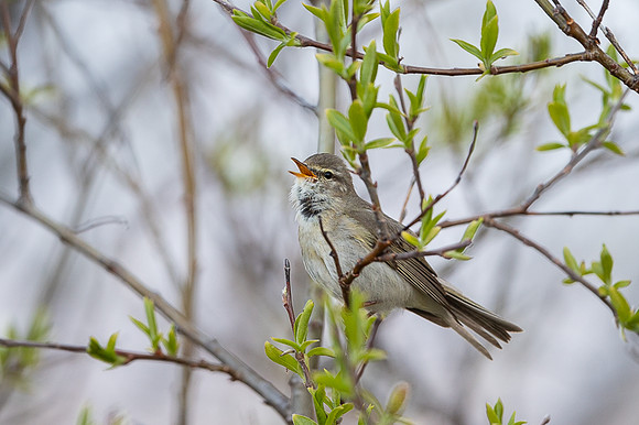 Willow warbler / Piecuszek