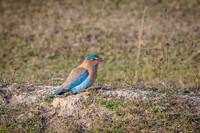 Indian roller