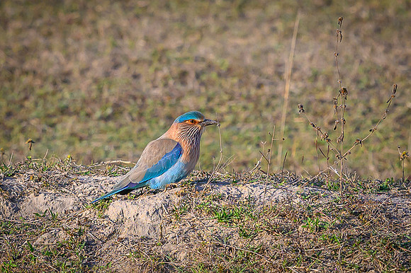 Indian roller