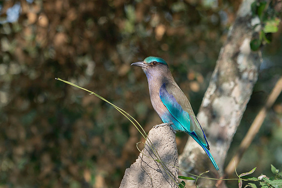 Indian roller