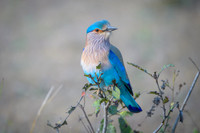Indian roller