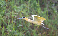 Capped Heron