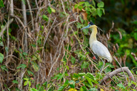 Capped Heron