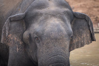 Indian elephant