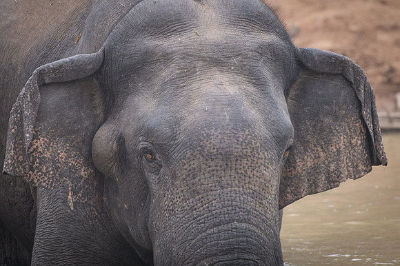Indian elephant