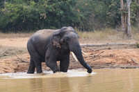 Indian elephant