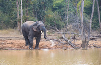 Indian elephant