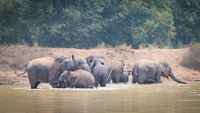 Indian elephant