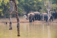 Indian elephant