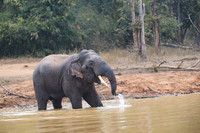 Indian elephant
