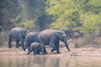 Indian elephant