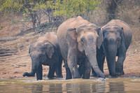 Indian elephant
