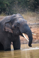 Indian elephant