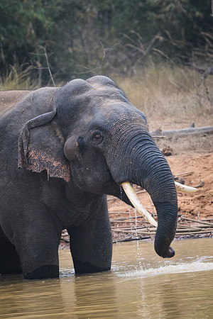 Indian elephant
