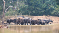 Indian elephant