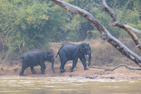 Indian elephant