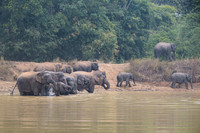 Indian elephant