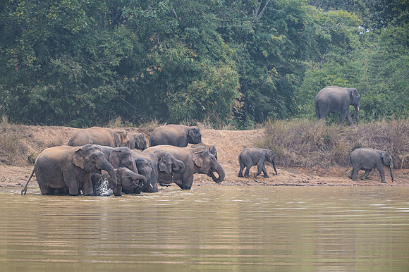 Indian elephant