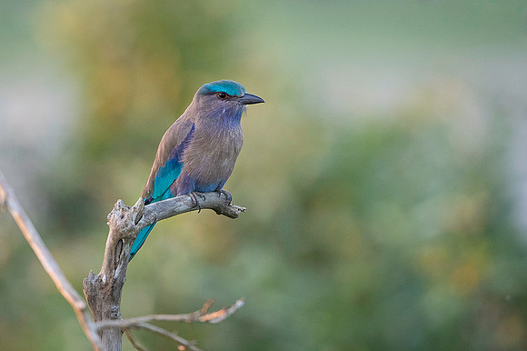 Indian roller