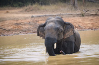 Indian elephant