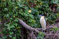 Capped Heron
