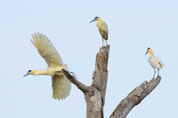 Capped Heron