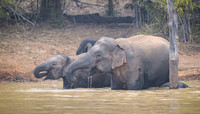 Indian elephant