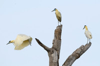 Capped Heron