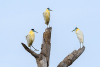 Capped Heron