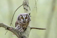 Boreal Owl / Włochatka