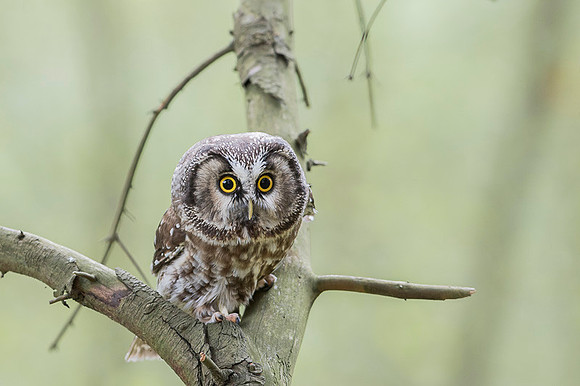 Boreal Owl / Włochatka
