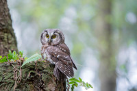 Boreal Owl / Włochatka