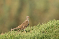 Mistle Thrush / Paszkot