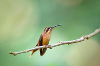 Stripe-throated Hermit