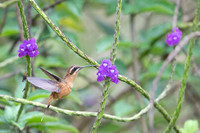 Stripe-throated Hermit